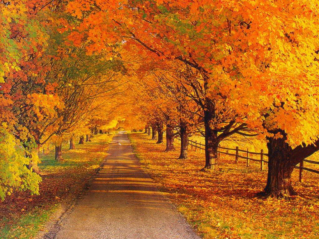 کاش چون پاییز بودم کاش چون پاییز خاموش وملال انگیز بودم. برگهای آرزوهایم , یکایک زرد می شد, آفتاب دیدگانم سرد می شد,